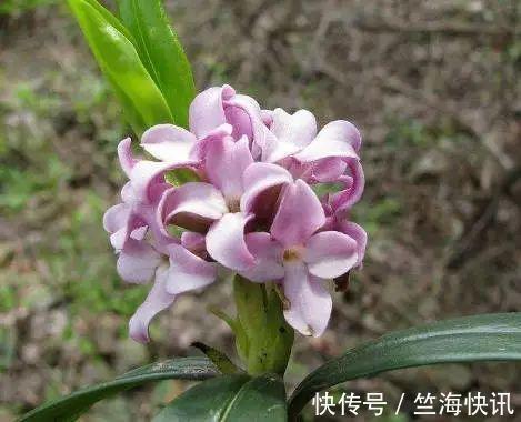 金边瑞香不好养,到了夏天叫“夏必死”,没法安全度夏不好养!