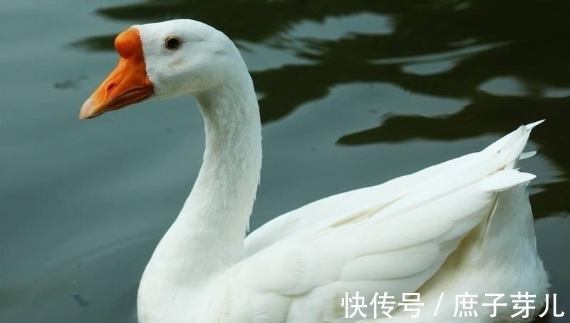 治疗|鹅血可以治疗肿瘤吗?应该怎么吃?专科医生告诉你答案