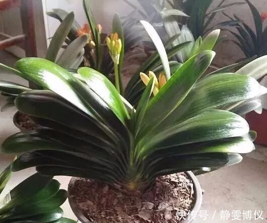 养花不用买土,用这几样东西掺一块儿,种什么花草都旺