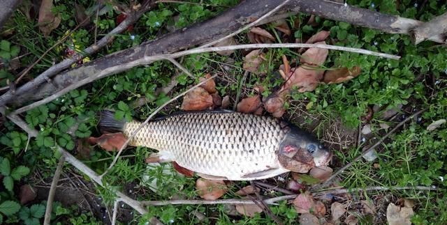  钓友|春季天晴钓鱼难老钓友试试这些方法，大鲫鱼拉到手软