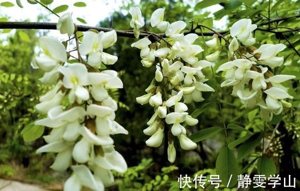 槐花槐花|农村以下几种野菜要多吃,营养价值是马齿苋的5倍,不妨一试