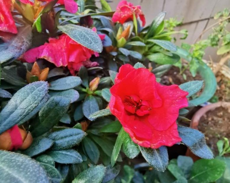 土壤|这些没人要的小东西，一遇上养花人，抢着带回家