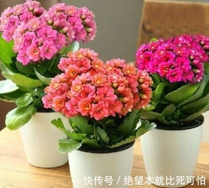 聚财|家里养花不要“瞎眼”,5种花聚财又旺人,2种花是大忌