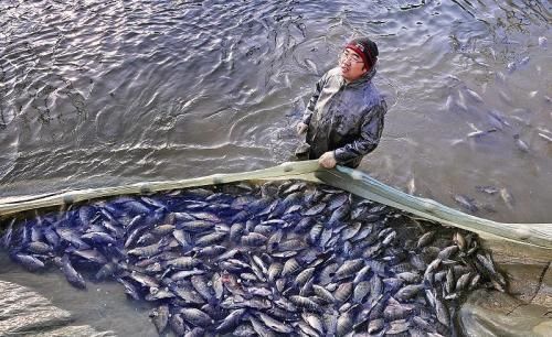 美国|美国人当成宝贝,喜爱至极,国内一斤5块钱都没人买