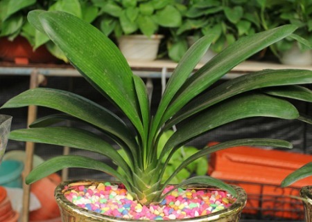 君子兰需要分时期来养，土壤很关键，记住以下4点能养活千盆