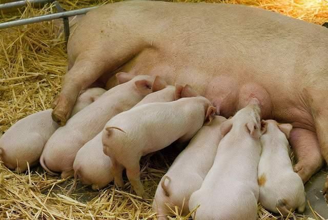 拉稀|断奶仔猪腹泻的原因,断奶仔猪拉稀用什么药最快?