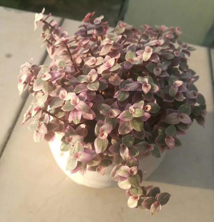 黛比|佛系养肉人生活明朗，多肉可爱，唯适者生存！