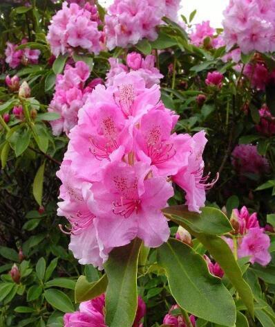 室外|3种花“晦气花”,最好不要养室内,实在喜欢就养在室外吧