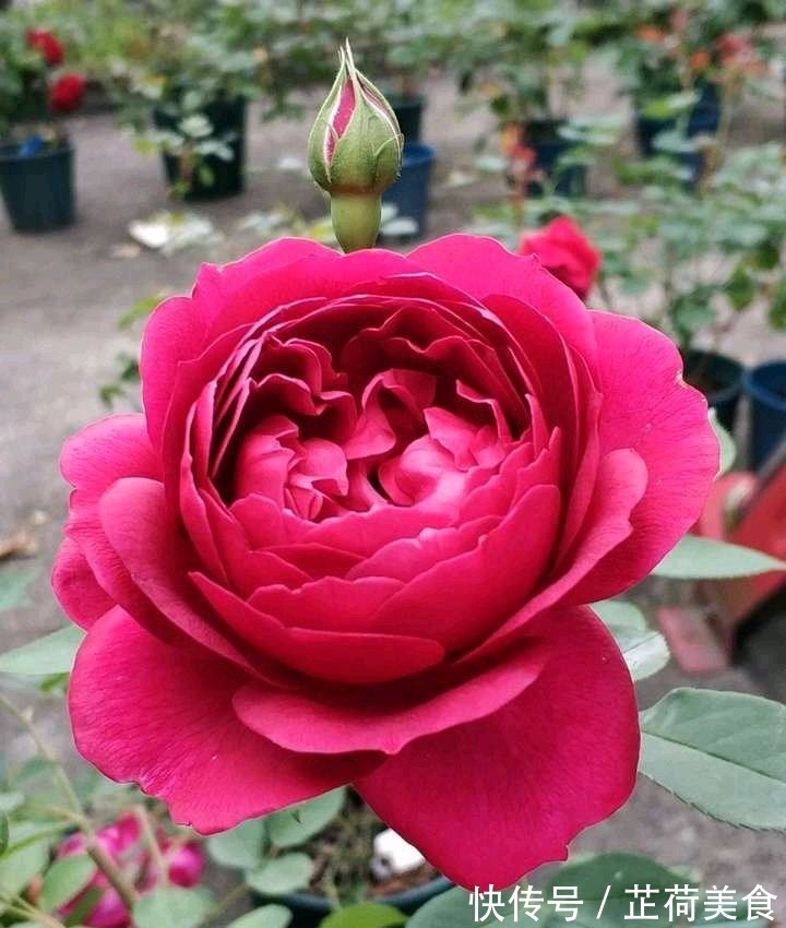 花期最长的藤本植物，一年四季开花，漂亮又好养，阳台也能种