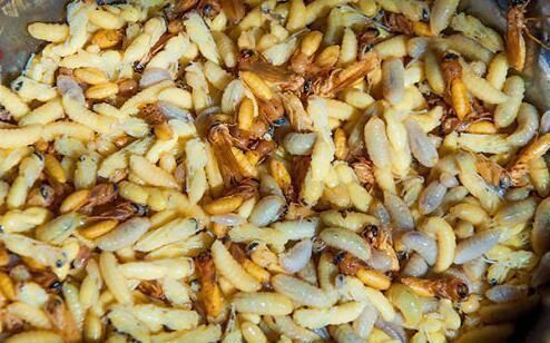 柿子|吃了都说好的食物，男女坚持吃，清热解毒，去病强身，滋养肌肤