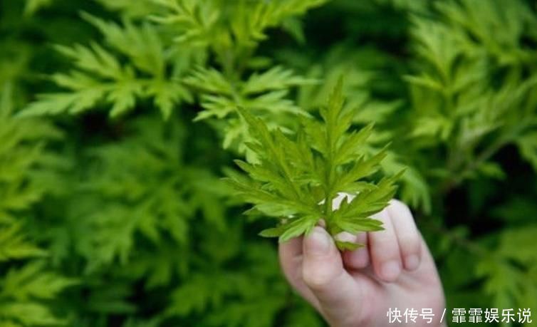 中年|小小艾草卻能做3味藥,如此做好處多多,改善手麻腰腿痛心理疲勞