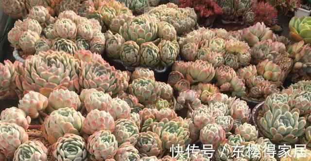 色彩斑斓|多肉冰梅这么养，能爆盆易变美，色彩斑斓惹人醉，还有迷人的香味