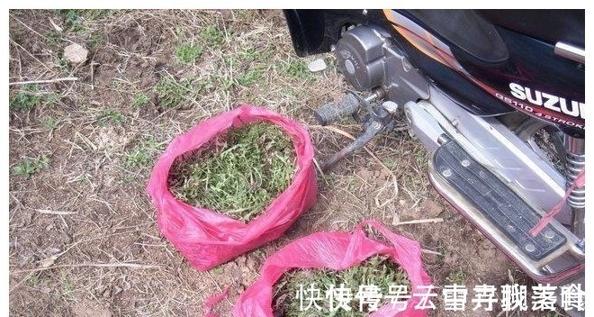 国宴|含钙量是牛奶的9倍,人称“野菜之冠”,曾多次入选国宴,别错过!