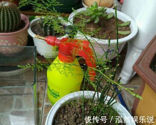 爆盆|绿萝文竹吊兰栀子花发黄枯死,气的剪成光头,一个月后居然爆盆了