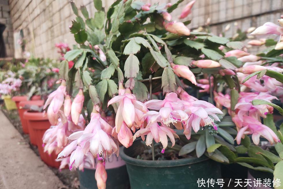 蟹爪兰|养蟹爪兰做好4点,叶片“胖嘟嘟”,每片叶子长出多个花苞