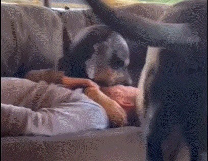 |搞笑GIF:表妹担心有人偷竹子,她每天一个人去后山点数!