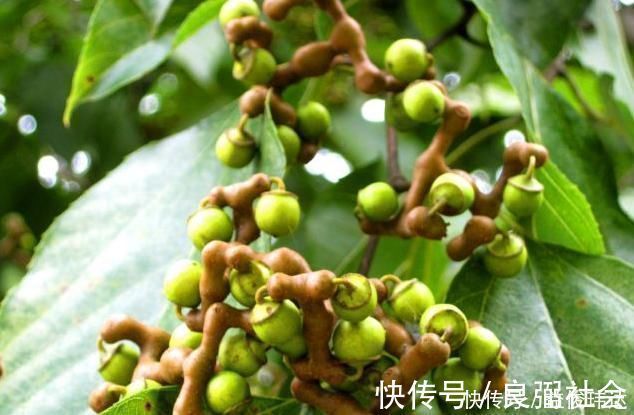 鸡爪梨|立秋时节咳嗽频发，不要慌常用此果泡酒，咳嗽不咳，胜过止咳药