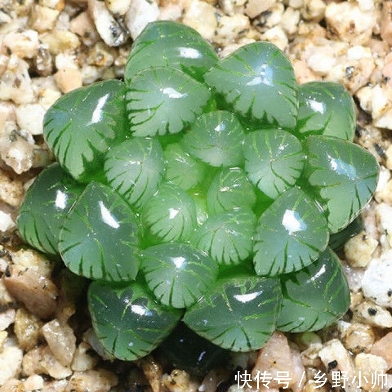 冬天室内就养它，叶型饱满，不徒长不褪色，状态满满