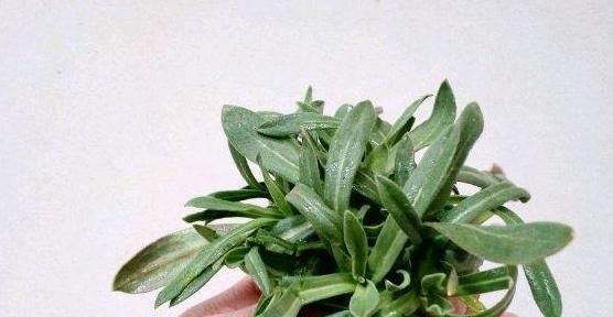 “野草”名字很好听,热水一烫成“面条”,女