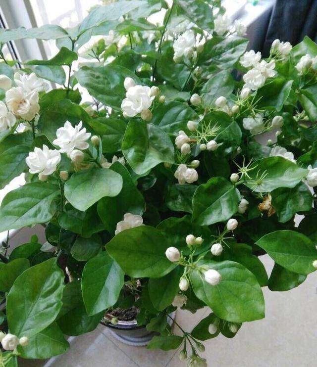 怎么安心用蛋壳养花没落实这些,盆栽植物会越来越糟