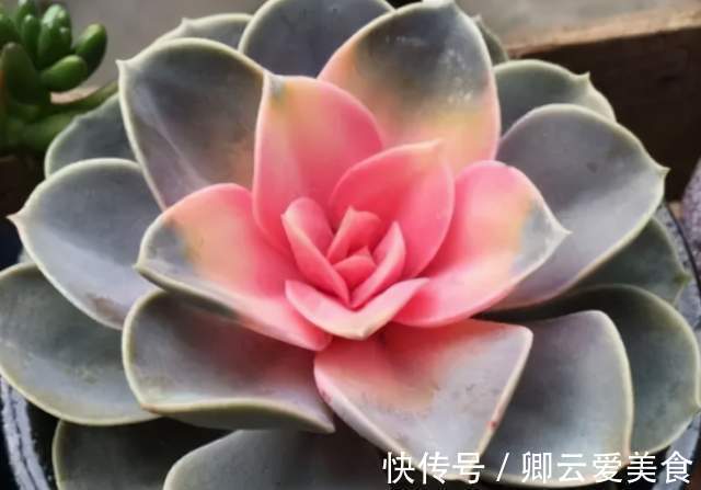 休眠|在市场买花,要记住“四不买”,养花再也不踩坑,养好也是挺简单