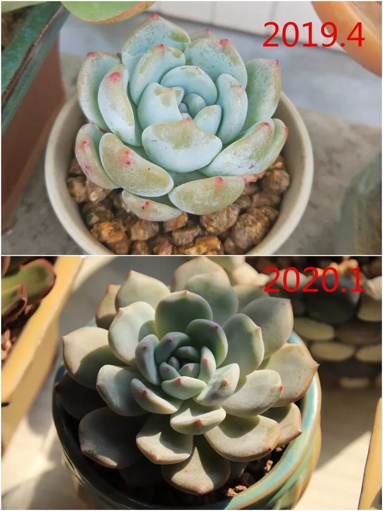 每次的剁手都是忍无可忍,无需再忍!买买买!静待肉美!