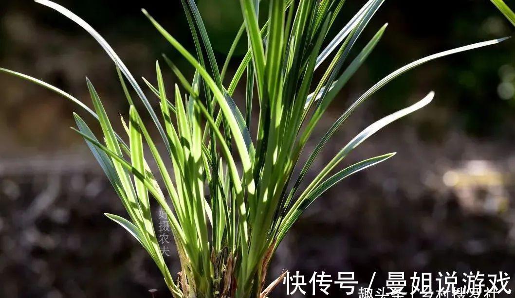 兰花叶尖常有枯黄焦黑，有没有实用的技巧，轻松就解决问题？