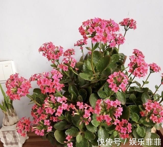 长寿花|悄悄告诉你，此5种花，掐个叶就生根，懒人都能养开花！