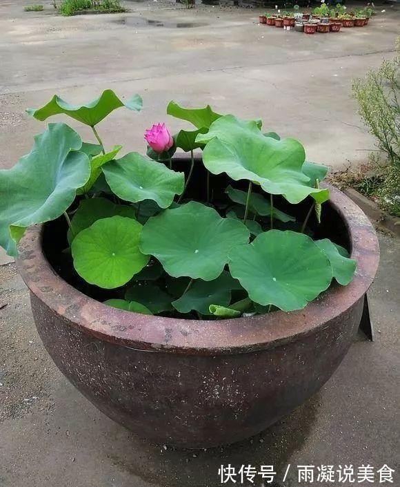 周末回趟老家，捡了这些“老物件”养花，一瞬间高档、文艺