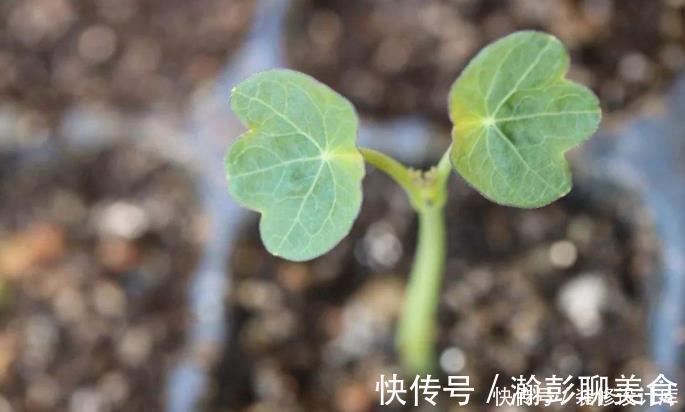 旱莲花|它是冬天里的“主角”,只需一粒种子,几个月就能花开上百朵!