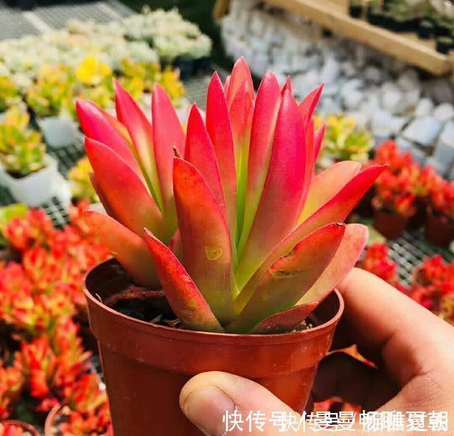 黄丽|6种多肉好养活,夏天不休眠,晒晒太阳红彤彤,度夏也萌