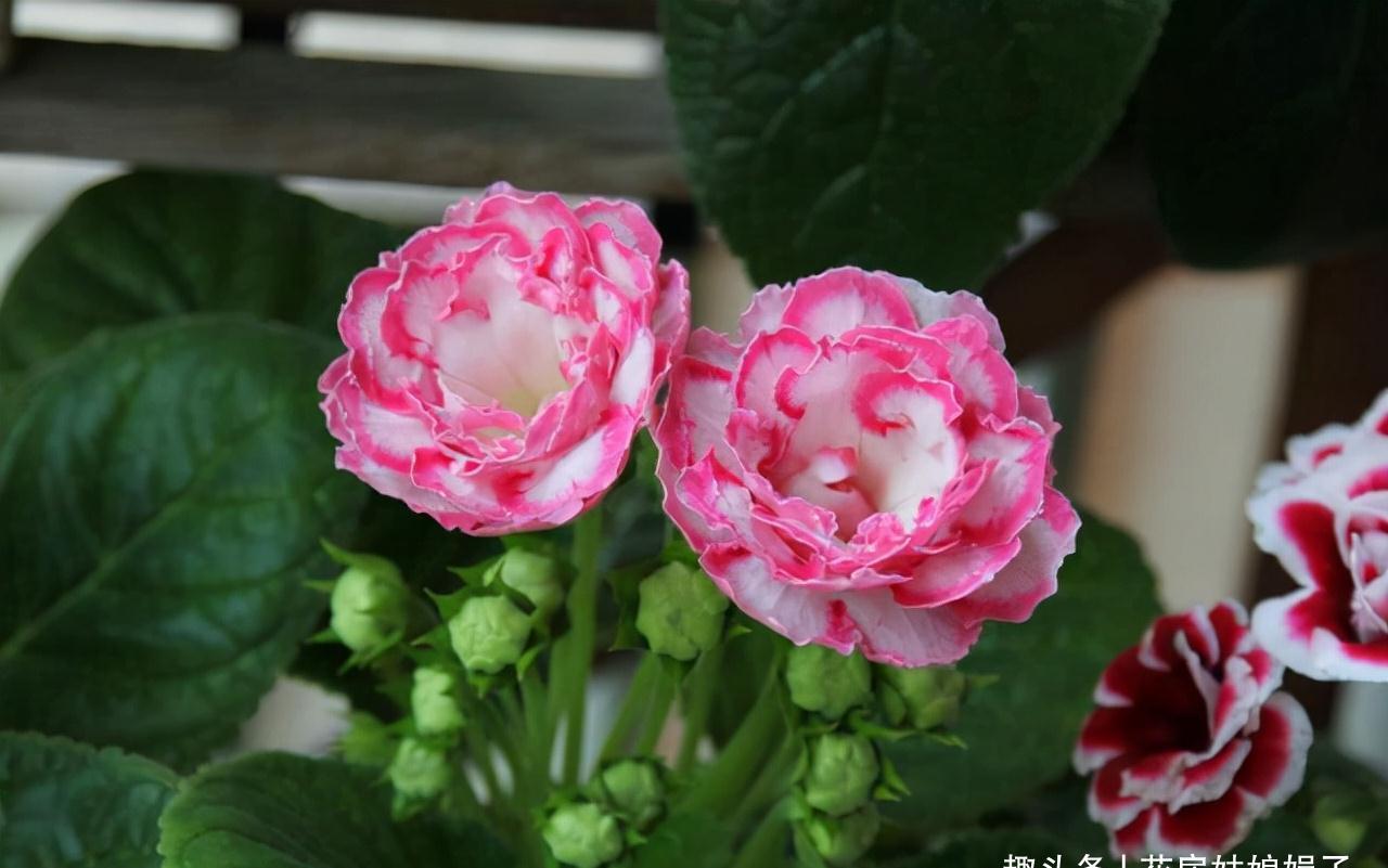 室内养殖这些花卉时，浇水时不要浇湿叶片，可能会造成烂叶的现象