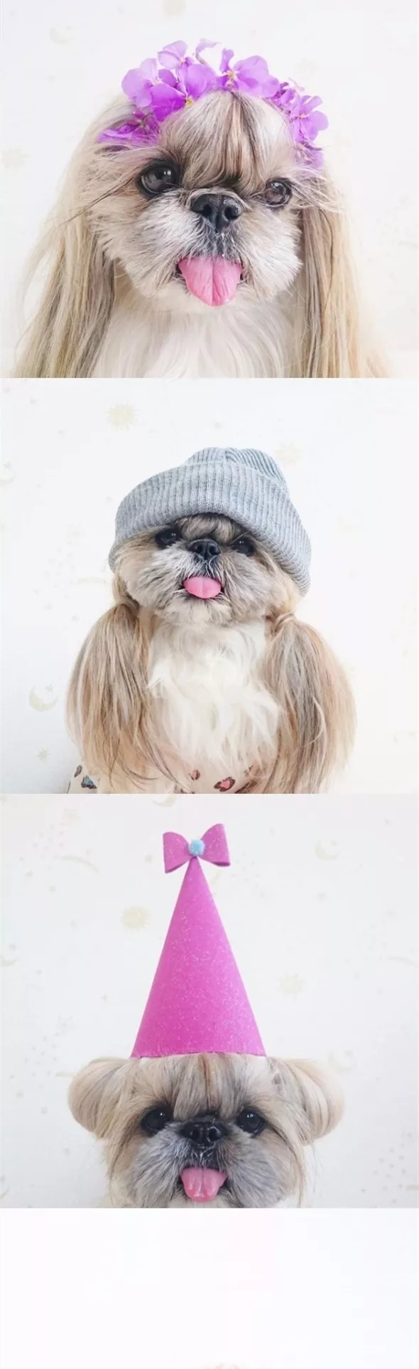 太可怕了,我的发型还没有一条狗好看!