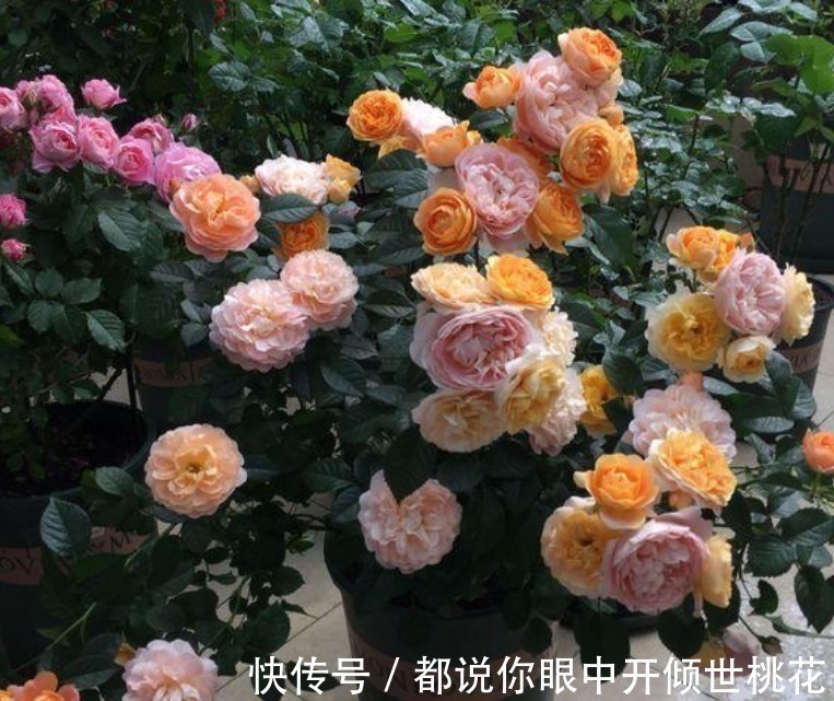 现在养这4种花正合适,好养又漂亮,花团锦簇,家里变成小花园!