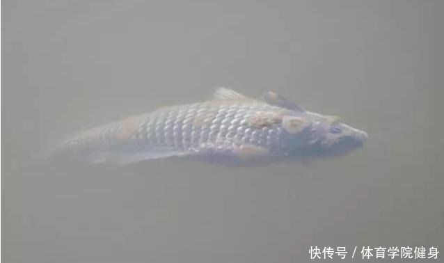  吃不得|钓到病鱼、畸形鱼能吃吗别贪嘴，有些鱼吃不得，还是放流为好