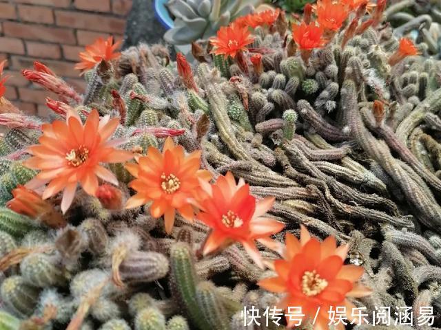 10种不能淋雨的花,淋完雨就死,盆栽养花注意事项