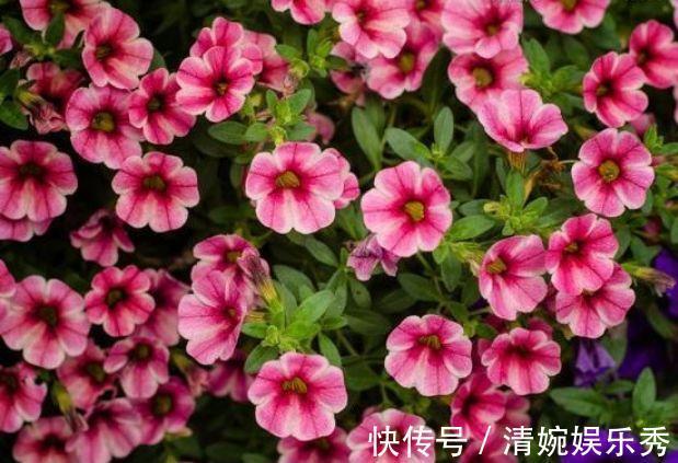 家里就养4种花,几块钱1盆,放阳台,开爆一整年!