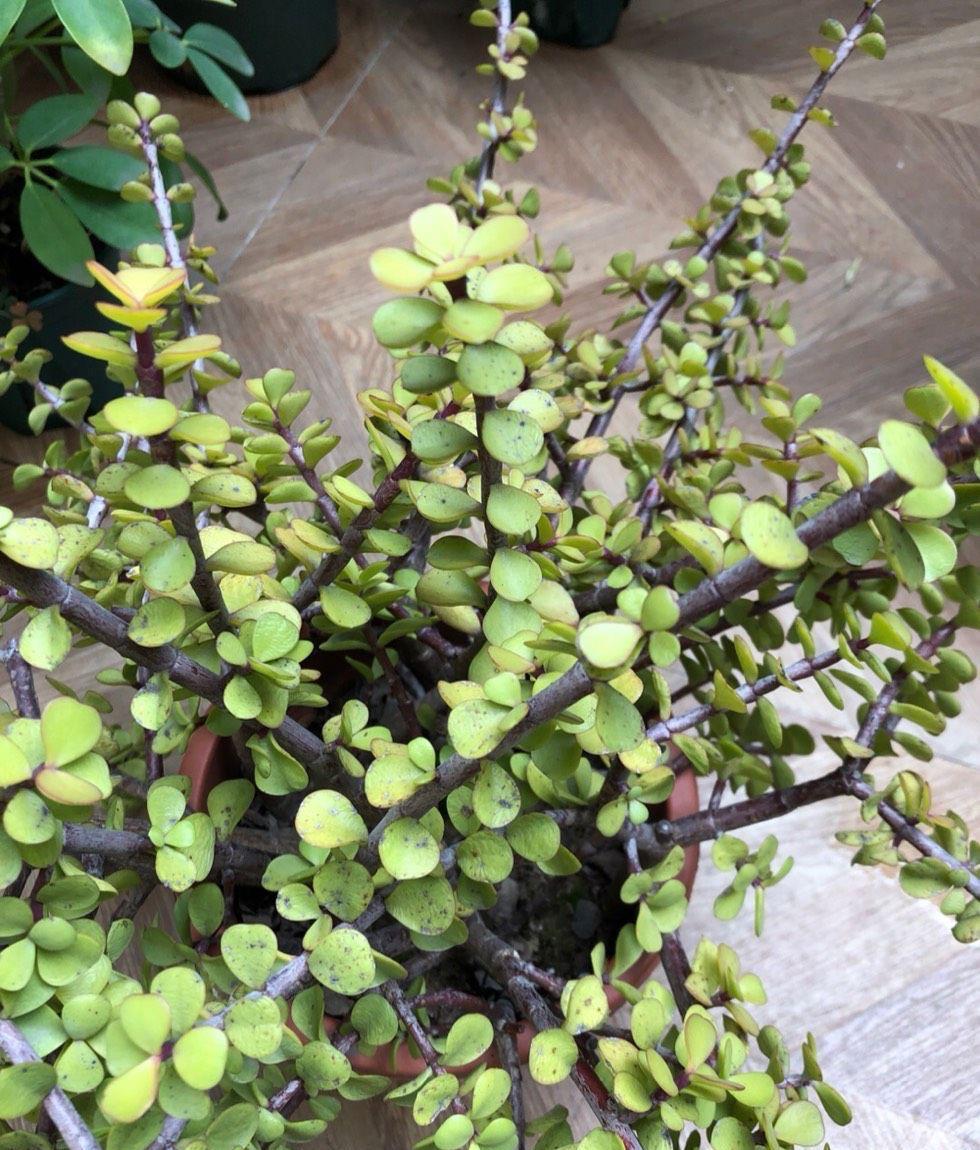 金枝玉叶|养金枝玉叶,做到4点,长成粗壮老桩,漂亮又精致