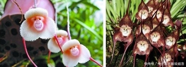 兰花|这些花平常都很难见到呢,关键是很可爱!