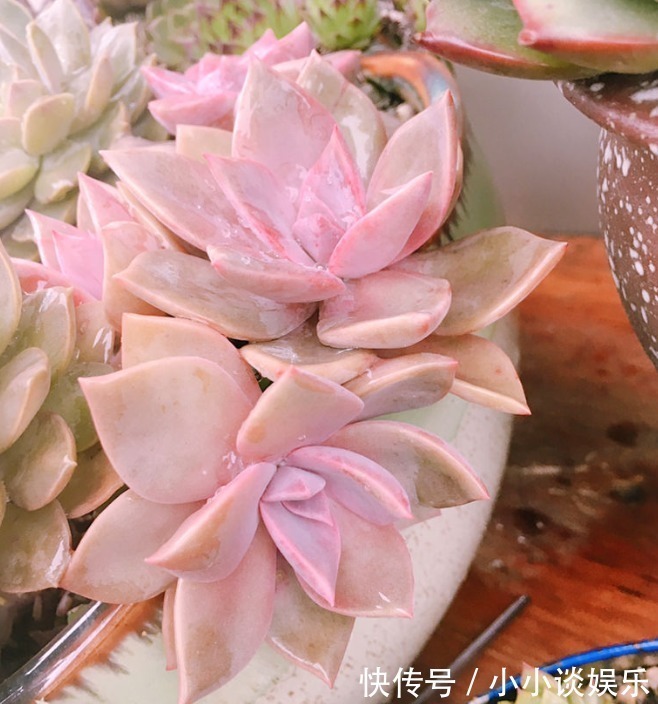 度夏|最容易度夏的10种多肉，全是大普货，皮实好养长得快！