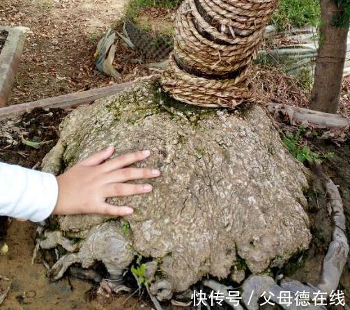 花谚|养腊梅的经验,也谈谈品种,养护和梅龟