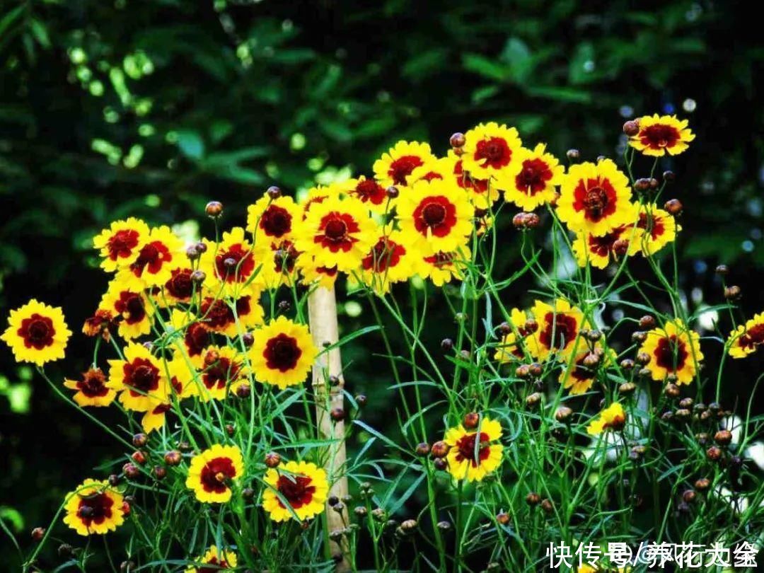 太阳|6种花，命里带“金”，太阳一照金灿灿