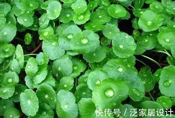 铜钱草|5种花卉自“带钱”，寓意美好招财进宝，有钱人家都会养几盆