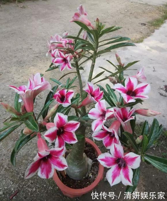 适合客厅养的5种“耐旱花”,30天不浇水也能爆盆,漂亮大气