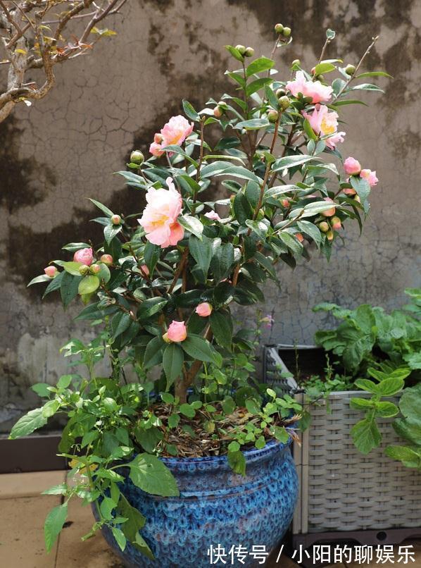 “寿命长”的11种花,好养寓意好,越养越值钱