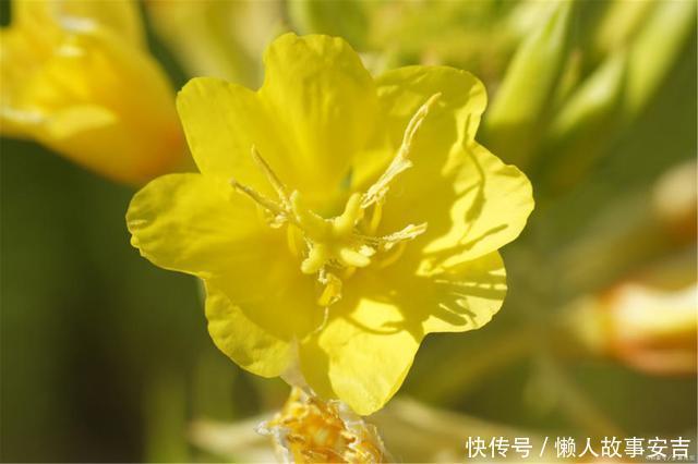 高血脂|甘油三酯“清洁工”找到了,不是苦瓜,1物若爱吃,血脂无影踪