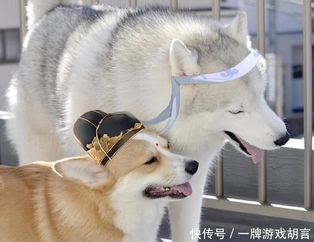 祖师|魔道祖师动物形象如何白兔与黑兔,二哈与短腿柯基超萌