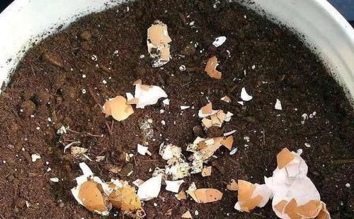 担心|担心高效肥烧根怎么办不如在家自制4种花肥,肥效久、见效慢