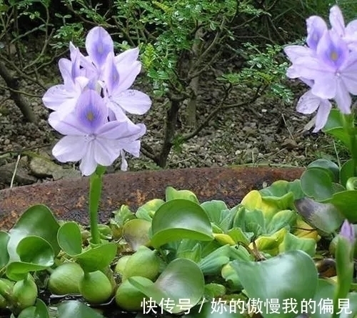作为观赏植物引入的水葫芦，一度泛滥成灾，现在为何变得少见了？
