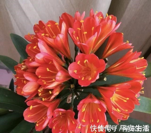 叶片|养君子兰,学会使用3种肥料,长得就像“大白菜”,天冷就开花!